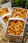 A basket of fresh chanterelle mushrooms
