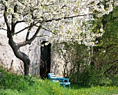 Blühender Baum im Frühling