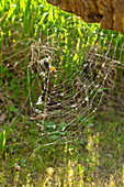 Spinnennetz mit Beute im sonnigen Garten