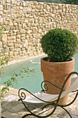 Wrought iron deckchair next to topiary box ball on side of pool