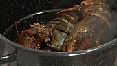 Lobster being cooked (US-English voice-over)