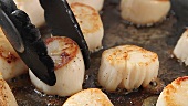 Removing fried scallops from a pan