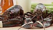 Fresh lobster with rubber bands on claws