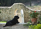 Hund im Garten neben Blumentopf mit Pelargonien vor Steinmauer