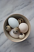 Chicken eggs and quail eggs in a bowl