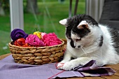 Cat playing with wool next to basket