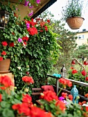 Red geraniums and Oriental lanterns on lushly-planted, small balcony