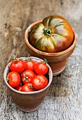Heritage tomato and red tomatoes in terracotta pots
