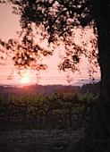 Weinstöcke bei Sonnenuntergang