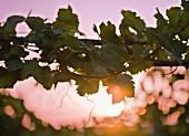 Vines tendrils at sunset