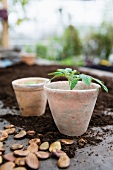 Tomato plants in earthenware pots with seeds scattered on the ground