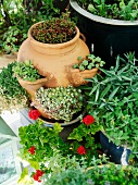 Assorted plant pots