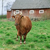 Cow in front of a barn