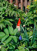 Garden gnome between flowers and plants