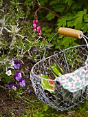Seeds and garden gloves in a wire basket