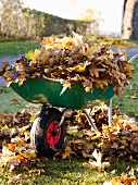 Wheel barrow with autumn leaves