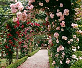 Rosenbögen im Garten