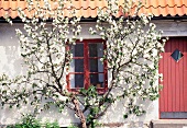 Flowering espalier tree on a farmhouse