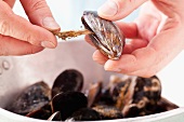 Removing beards from mussels