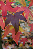 Herbststimmung - Verschiedenfarbige Blätter am Amberbaum (Liquidambar Styraciflua festival)