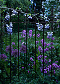 Purple allium and wisteria flowers behind metal rods of classic garden fence