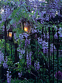 Classic lanterns on garden fence amongst blue flowering wisteria