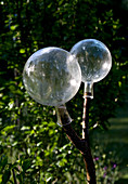 Two clear glass balls on forked branch