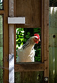 Hen looking through window of shed