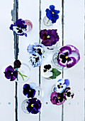 Violas in glasses on old garden table