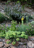 Euphorbia and other flowering plants growing on stone wall