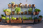 Herbs and lettuces in terracotta pots on shelving against house facade