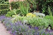 Flowering lavender bushes and herbs in Mediterranean garden