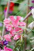 Sweet pea flowers (Lathyrus odoratus)