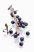 Sloe berries on a white surface