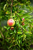 Pomegranates on the tree