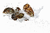 Frische Austern mit Wassersplash