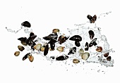 Mussels with water splash