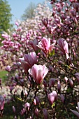 Blüten am Magnolienbaum