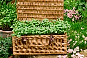 Paksoi seedling in a picnic basket in the garden