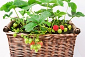 Strawberry plants in a basket