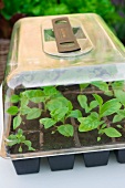 Penstemon seedlings in a cold frame