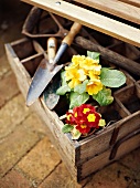 Old wooden box with flowerpots and garden tools