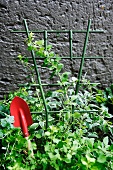 Climbing plant against grey wall with red garden trowel