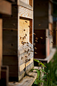 Bienen fliegen zum Bienenstock