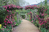 Climbing roses on pergola over garden path