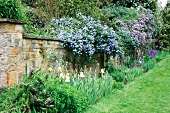 Californian lilac (Ceanothus) flowering over top of garden wall with gladioli in foreground