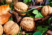 Fresh walnuts under a tree