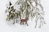 Small deer figure in snow