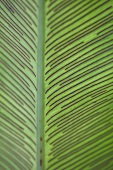 Leaf of bird's nest fern (close-up)