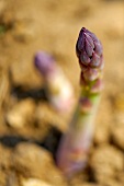 Asparagus in a field